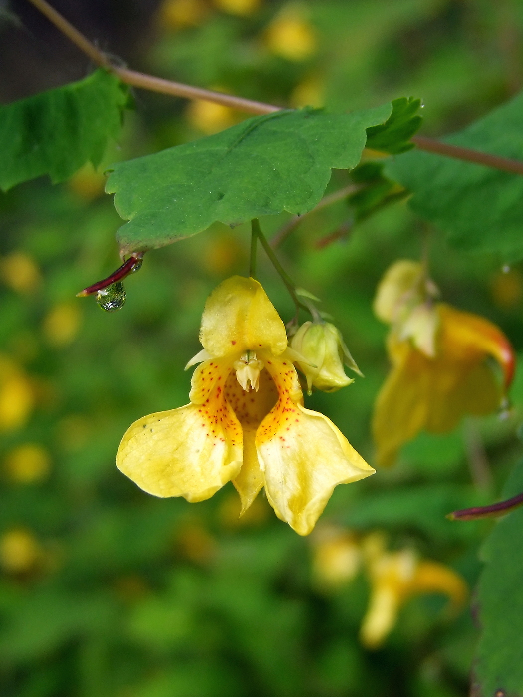 Image of Impatiens noli-tangere specimen.