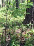Sorbus sibirica