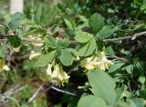 Lonicera microphylla. Часть веточки с молодыми побегами с соцветиями. Кыргызстан, Чуйская обл., Аламудунский р-н, долина р. Ала-Арча, терраса. 27.05.2019.