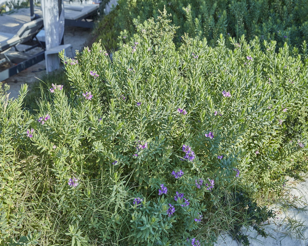 Image of Polygala myrtifolia specimen.