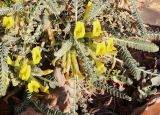 Astragalus dactylocarpus. Часть побега с цветками. Израиль, окр. г. Арад, петрофитная растительная группировка. 03.03.2020.