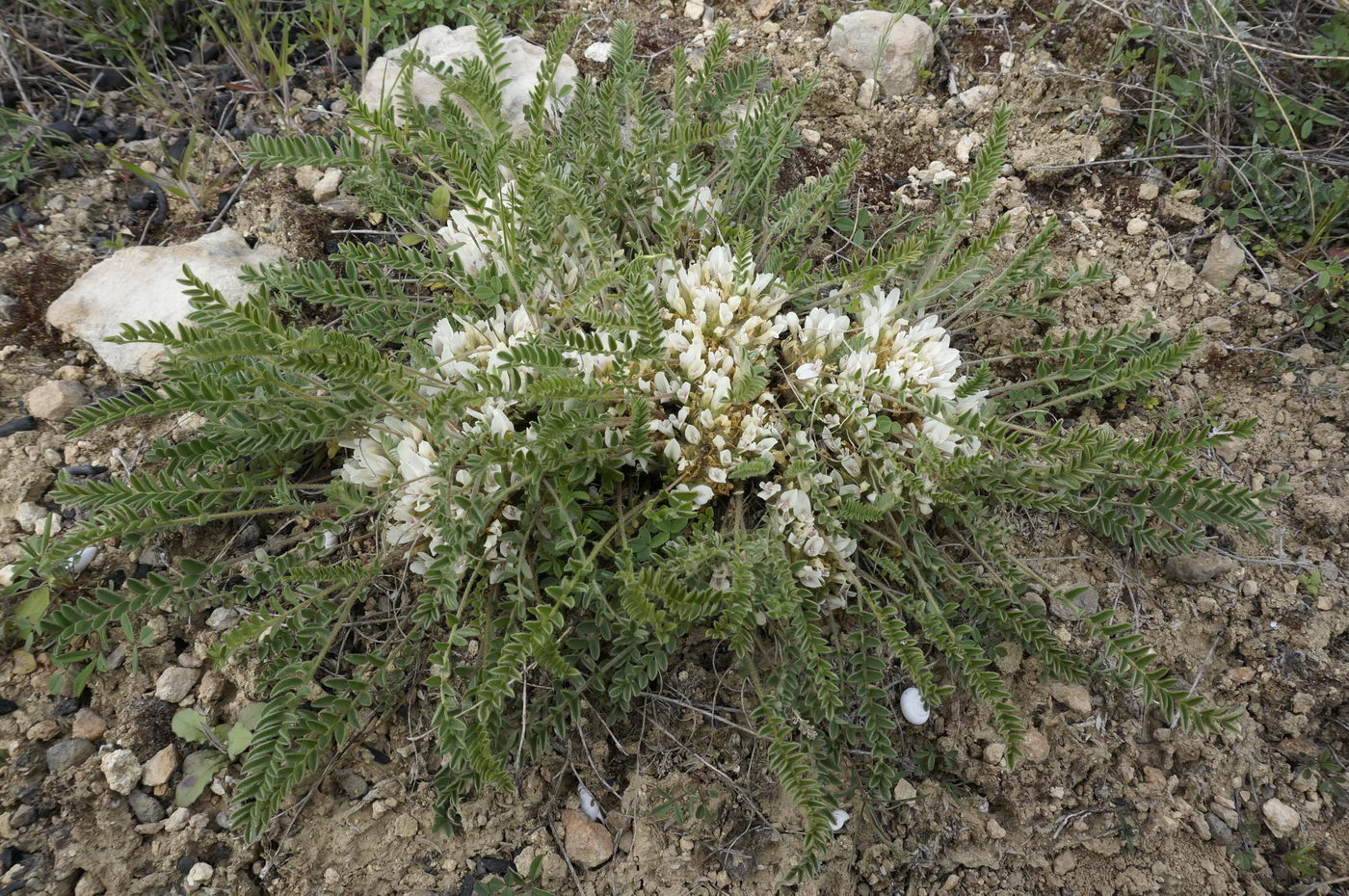 Изображение особи Astragalus dolichophyllus.