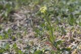 Erysimum repandum