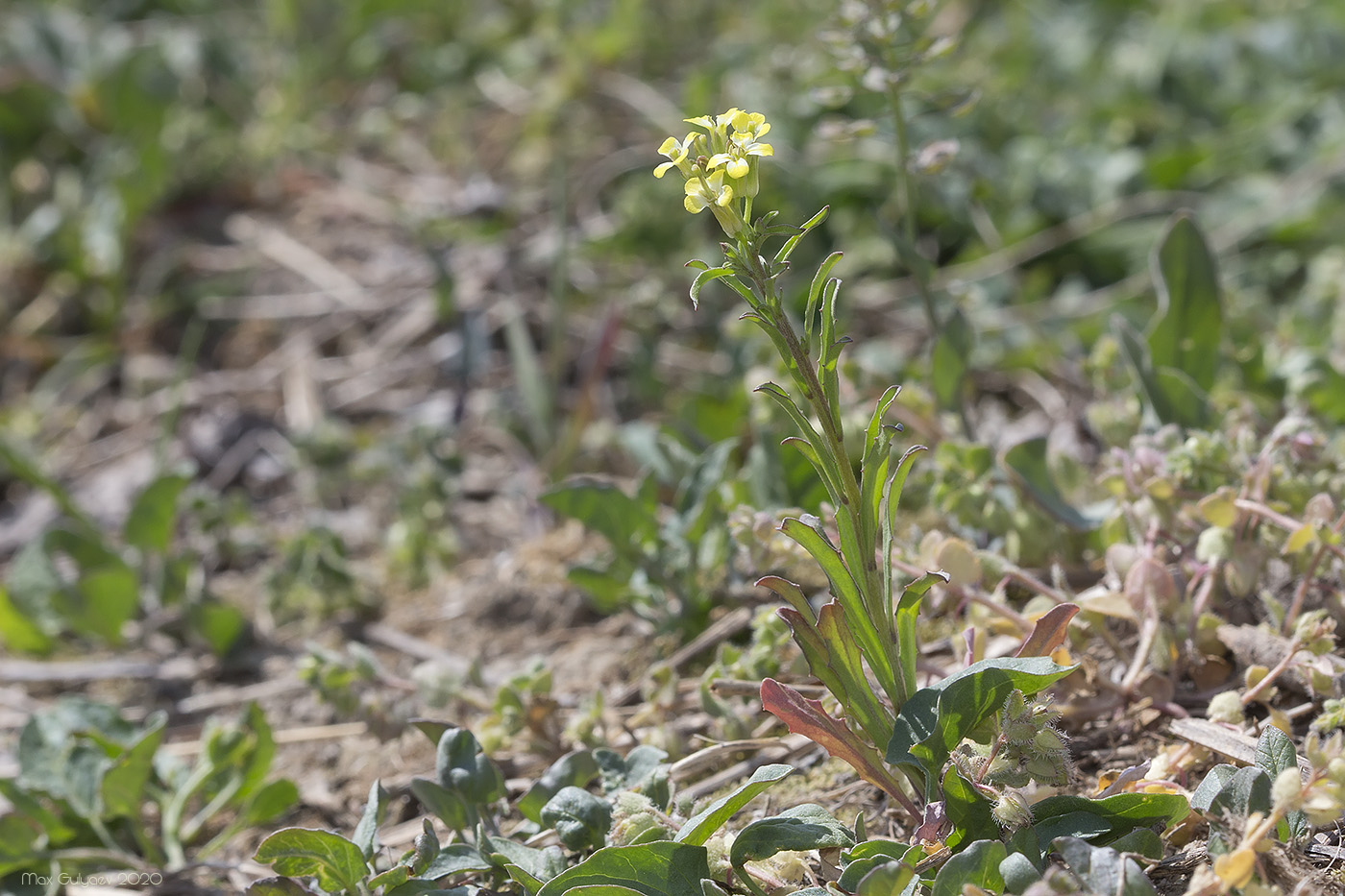 Изображение особи Erysimum repandum.