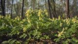 Corydalis bracteata