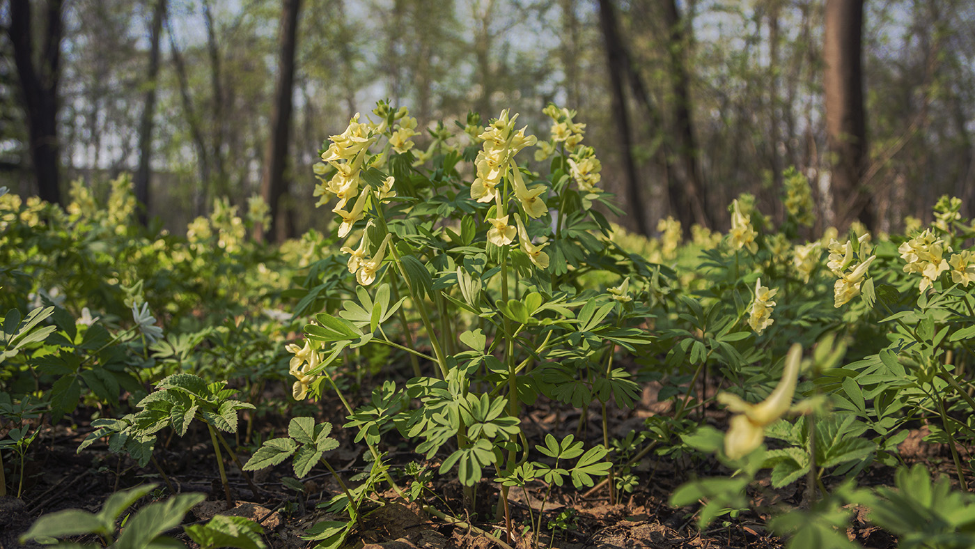 Изображение особи Corydalis bracteata.