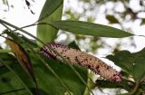 Anthurium erythrostachyum