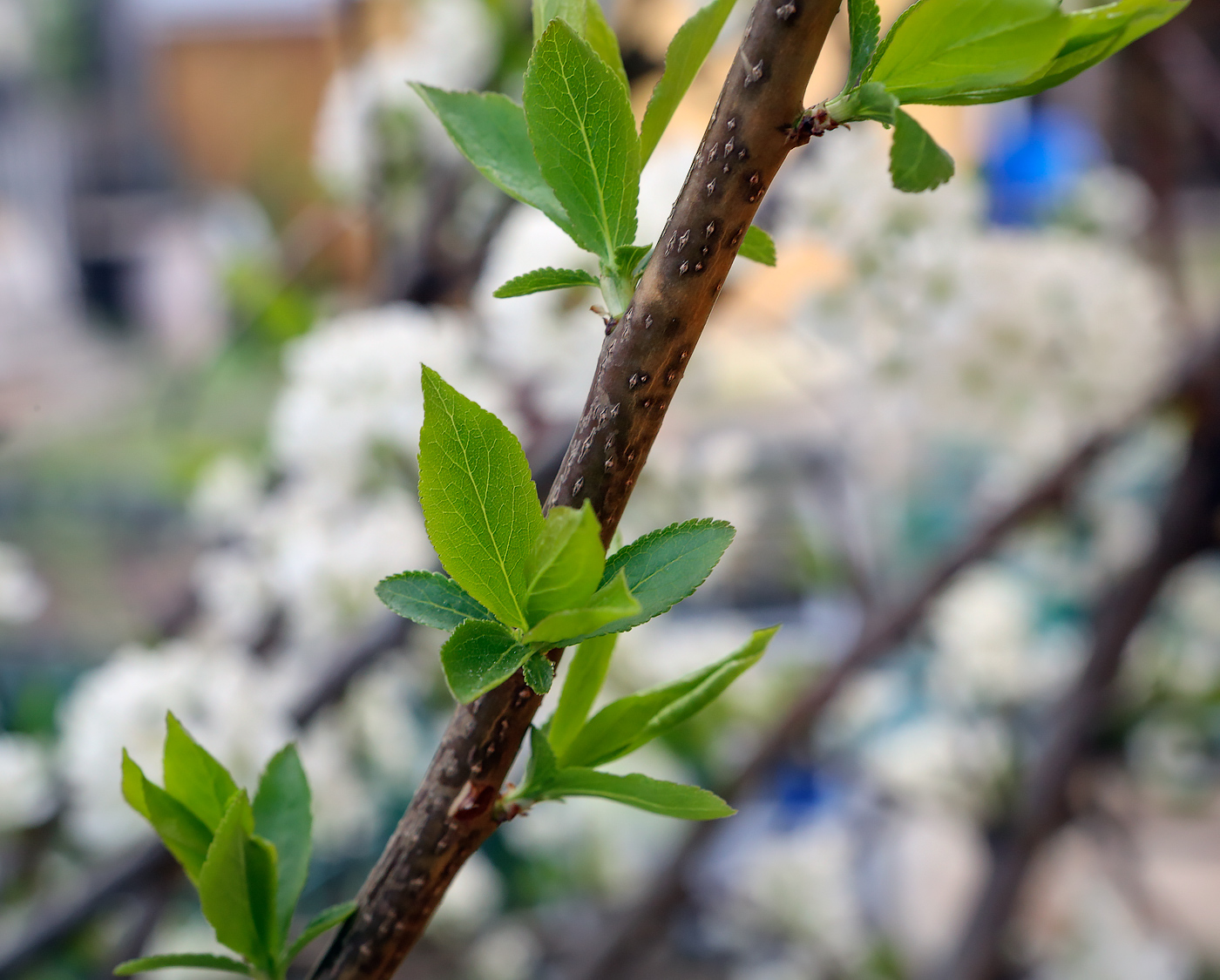 Изображение особи род Prunus.