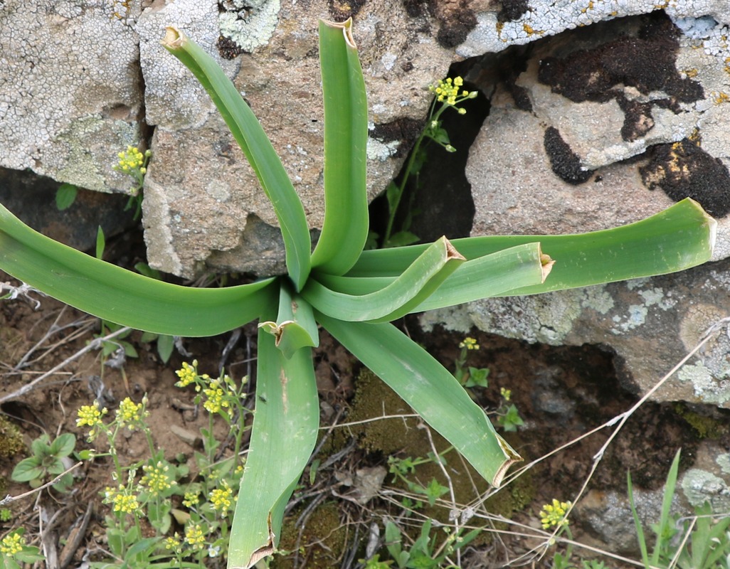 Image of Eremurus spectabilis specimen.