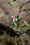 Andromeda polifolia. Побег с соцветием. Санкт-Петербург, Выборгский р-н, парк «Сосновка», заболоченный хвойно-мелколиственный лес с участием Polytrichum commune, Sphagnum sp., Eriophorum vaginatum. 25.05.2020.