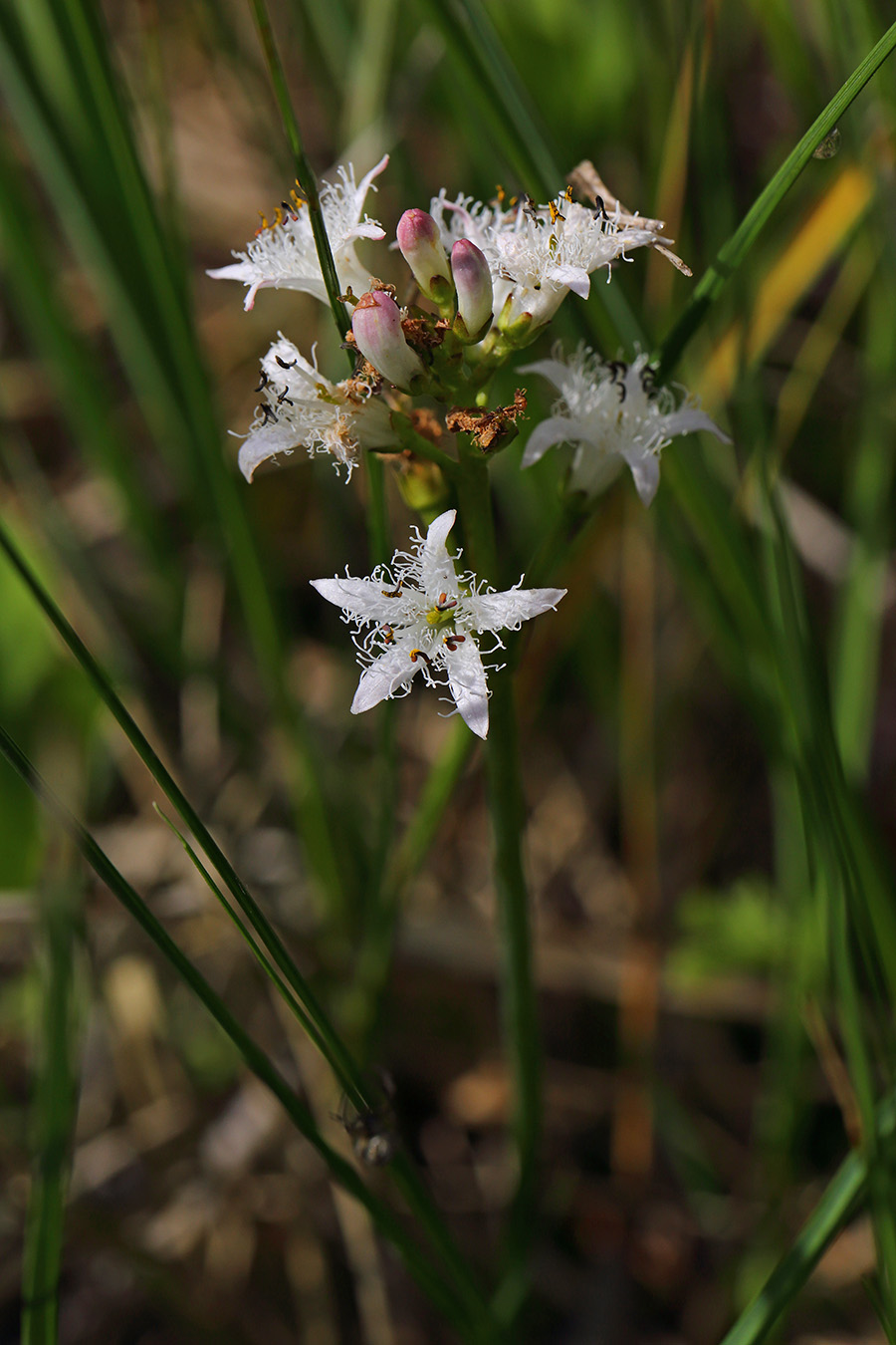 Image of Menyanthes trifoliata specimen.