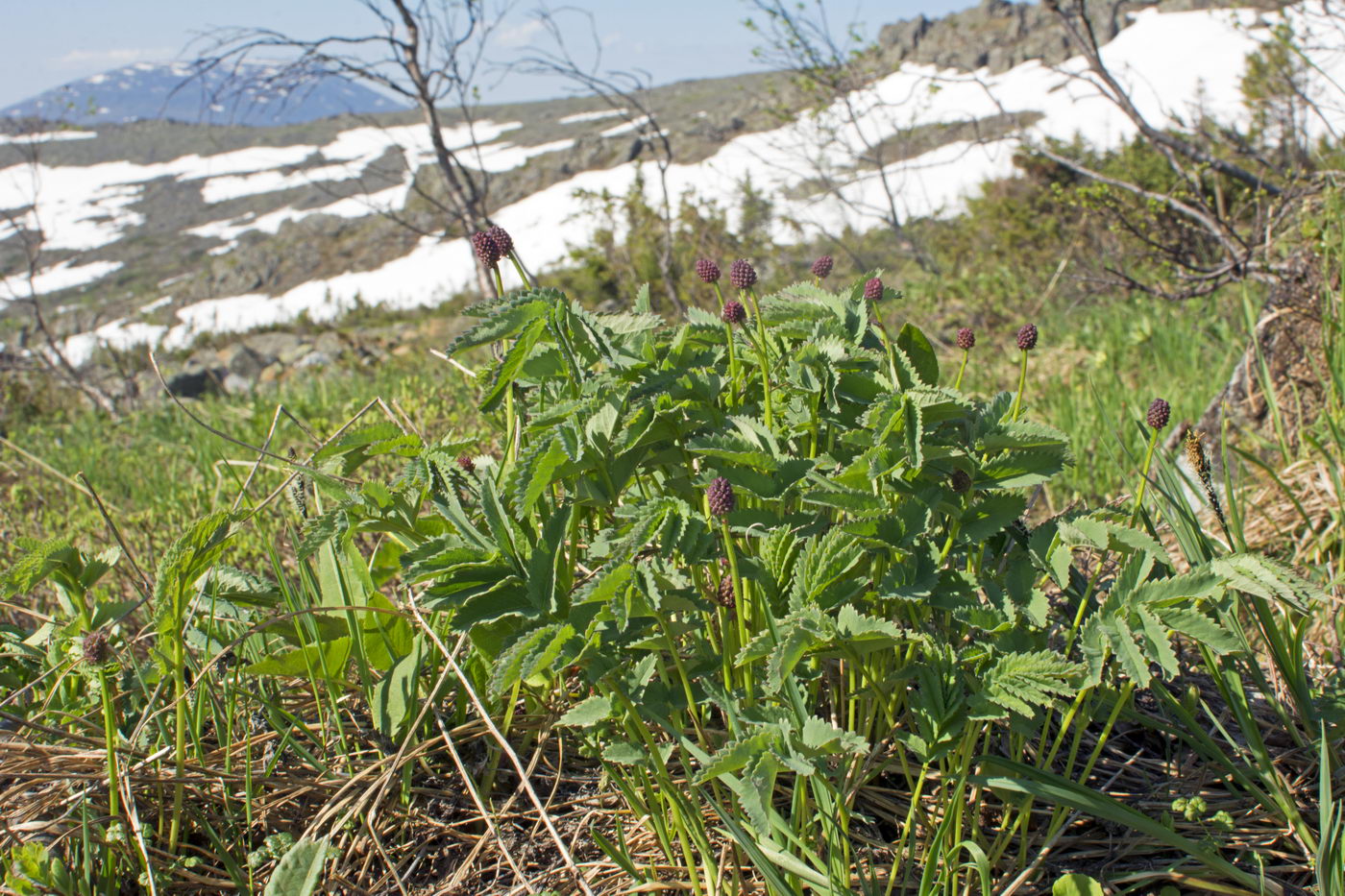 Image of Sanguisorba officinalis specimen.