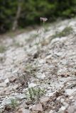 Lagoseris purpurea