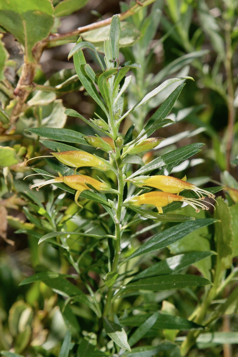 Image of Eremophila glabra specimen.