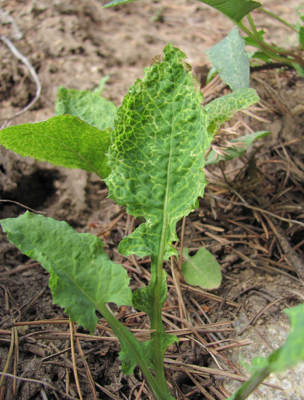 Image of Cicerbita racemosa specimen.