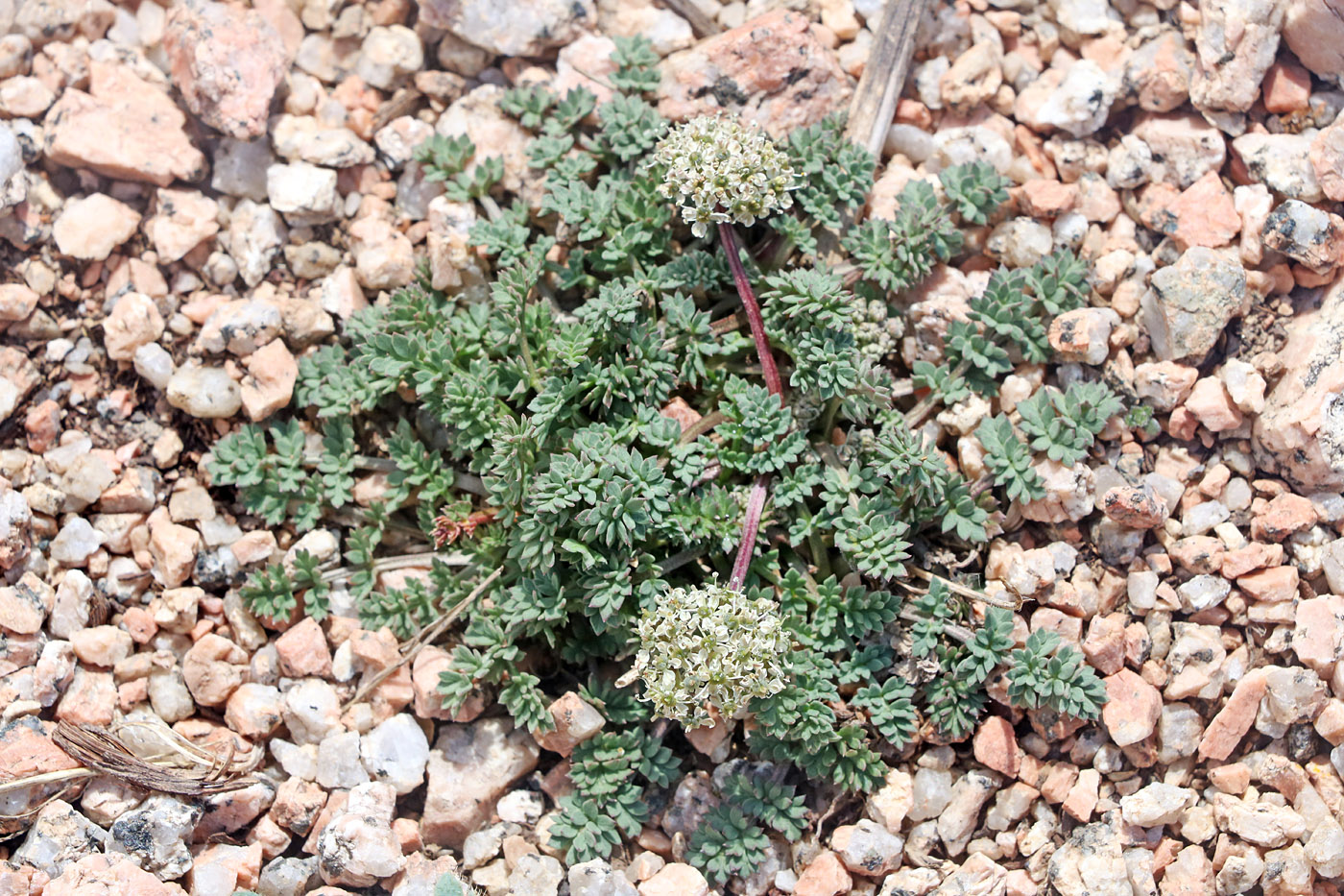 Image of Lomatocarpa alata specimen.