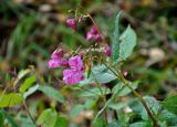 Impatiens glandulifera. Верхушка побега с соцветием с цветками и плодами. Московская обл., окр. г. Железнодорожный, опушка смешанного леса. 12.10.2019.