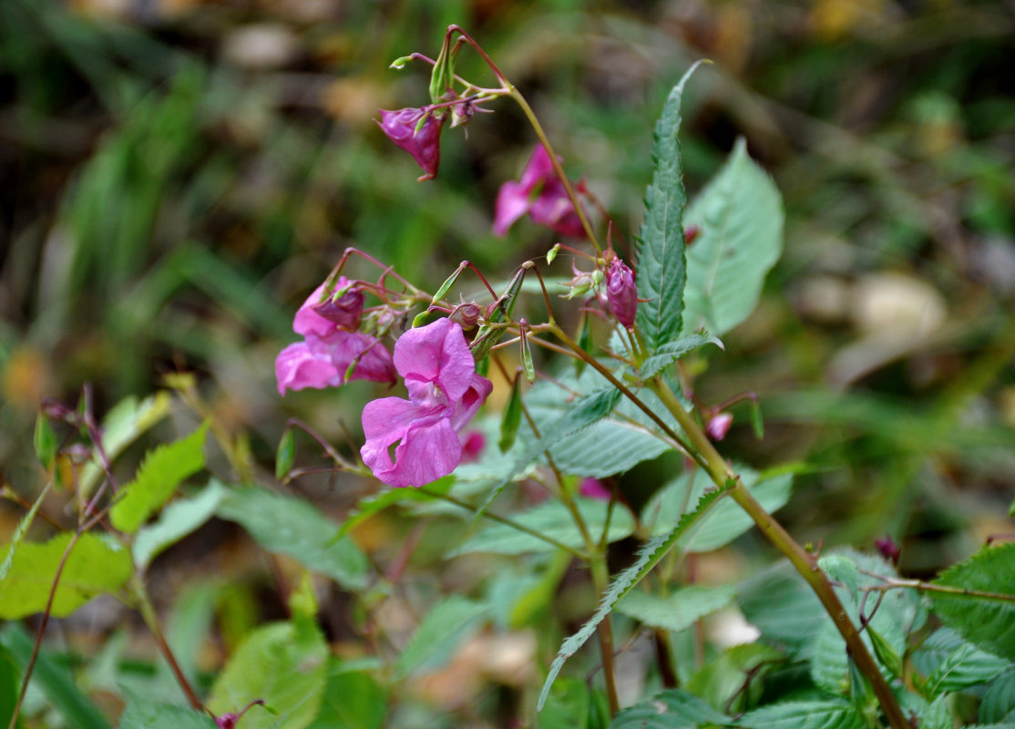 Изображение особи Impatiens glandulifera.