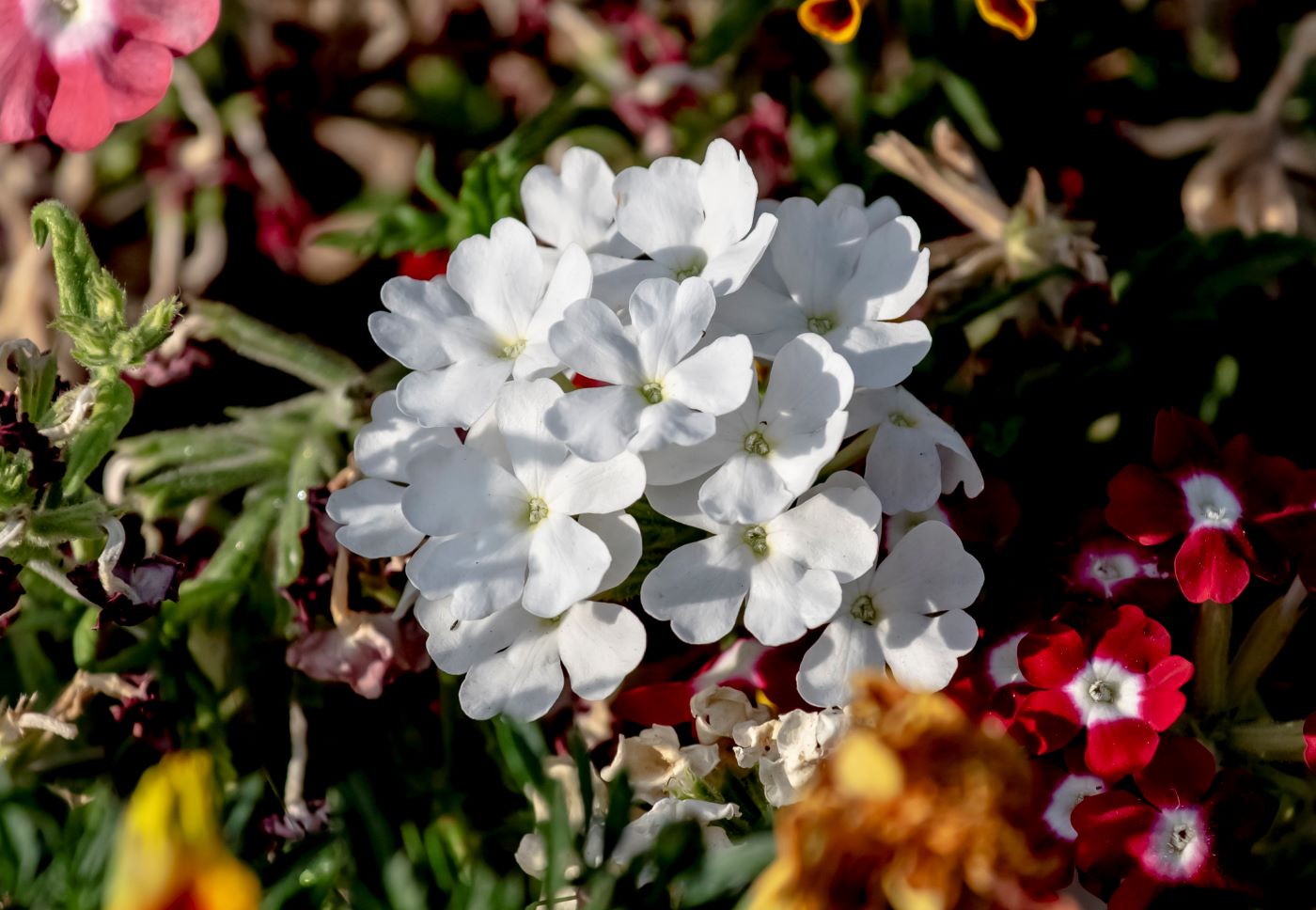 Изображение особи Glandularia &times; hybrida.