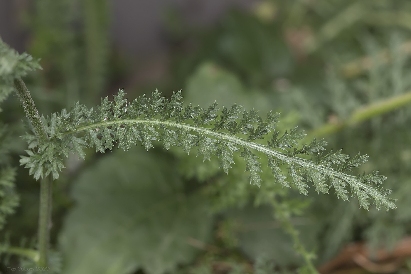 Image of Achillea millefolium specimen.