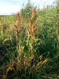 Rumex hydrolapathum