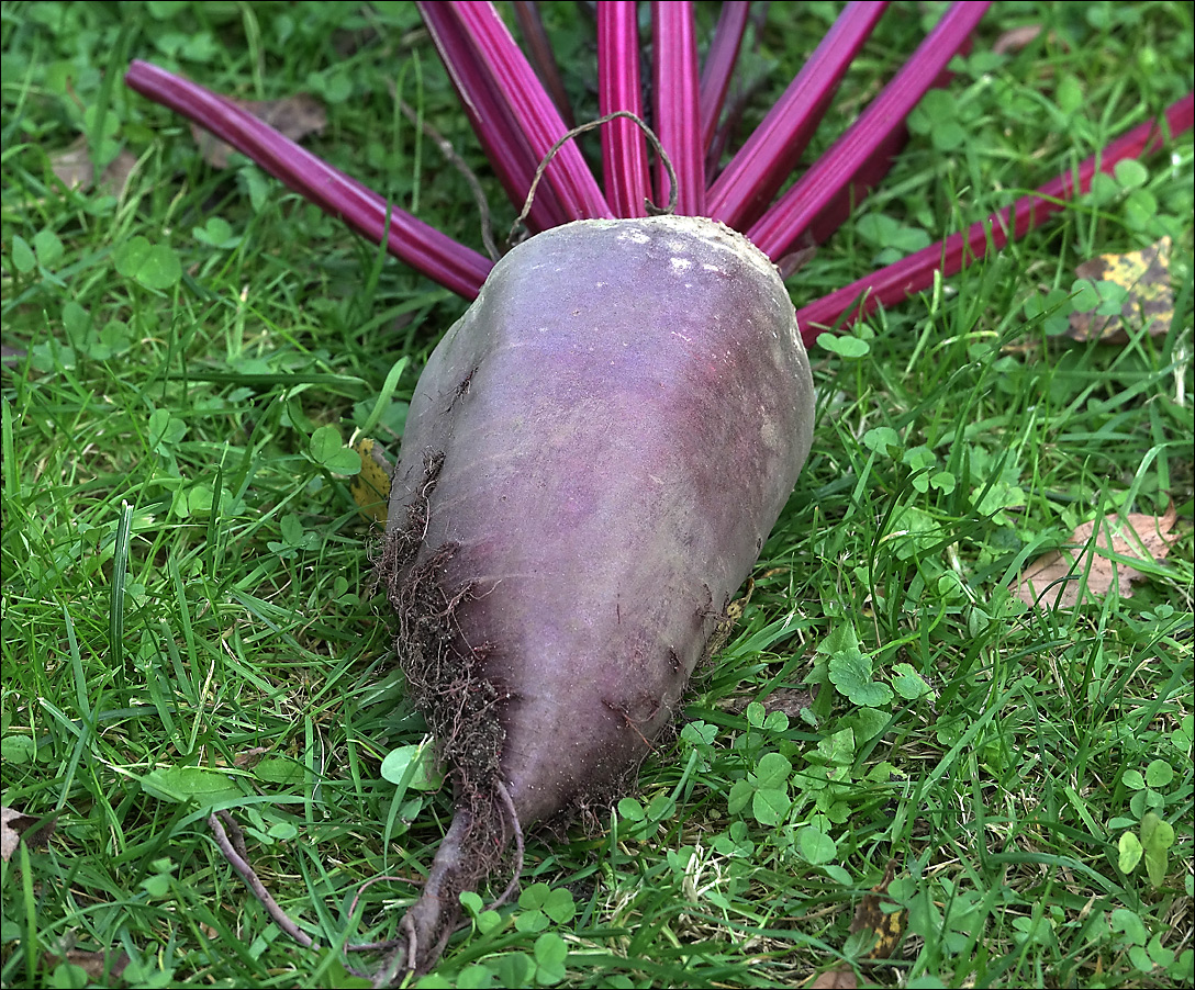 Image of Beta vulgaris specimen.