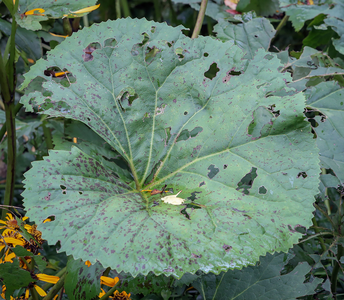 Image of Ligularia dentata specimen.