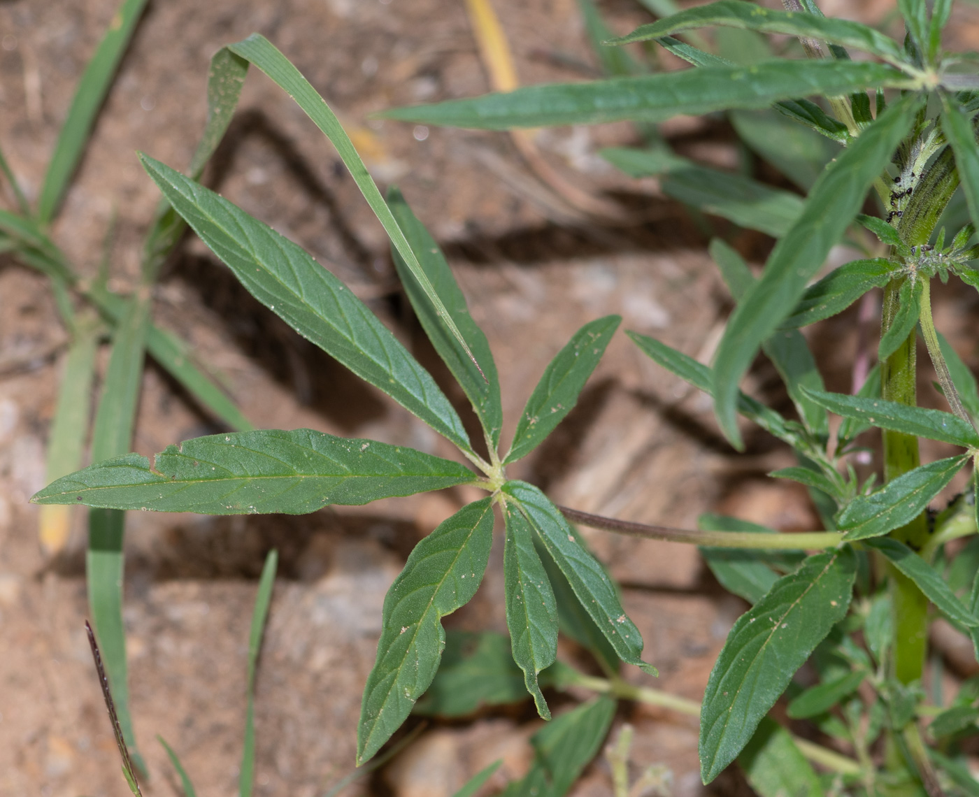 Image of Sesamum triphyllum specimen.