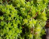 genus Sphagnum