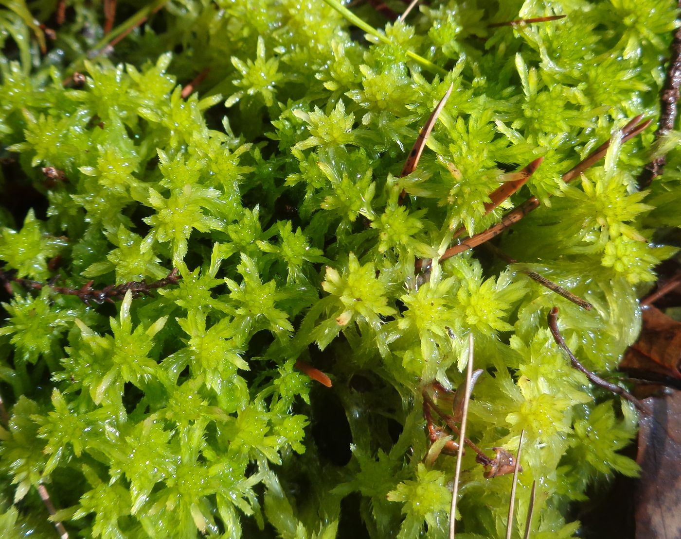 Image of genus Sphagnum specimen.