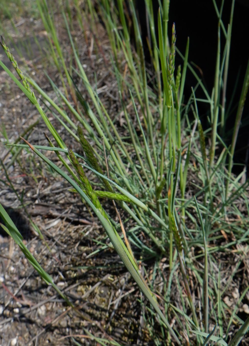 Изображение особи Koeleria glauca.