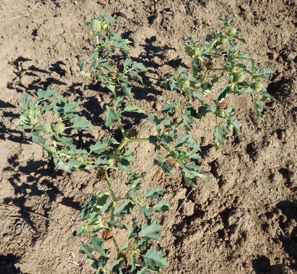 Image of Datura stramonium specimen.