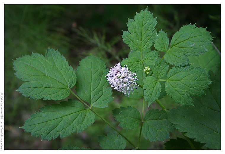 Image of Actaea spicata specimen.