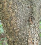 Image of taxon representative. Author is Андрей Любченко