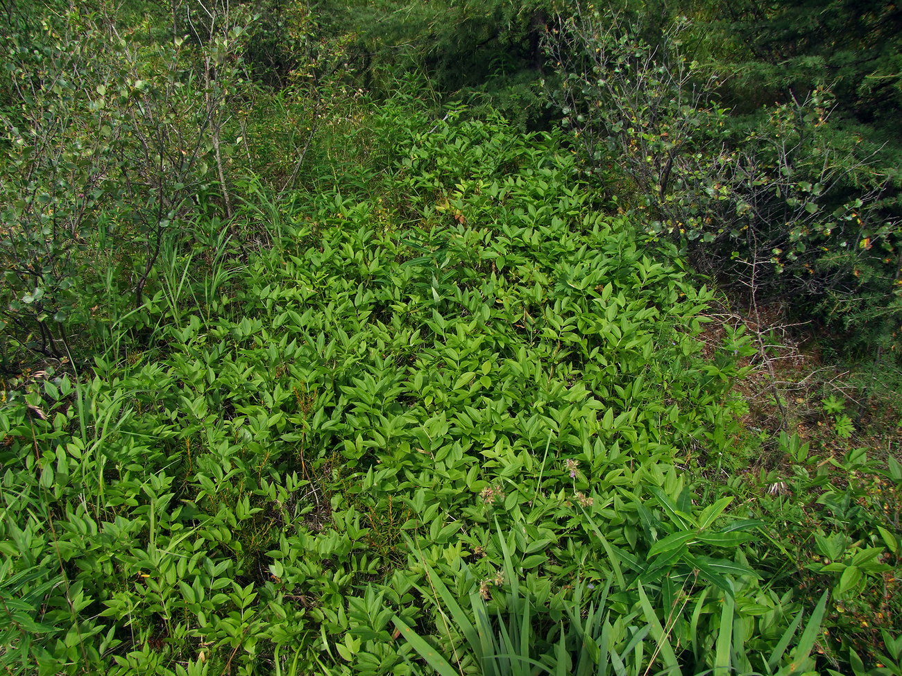 Image of Lathyrus komarovii specimen.