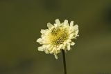 genus Cephalaria