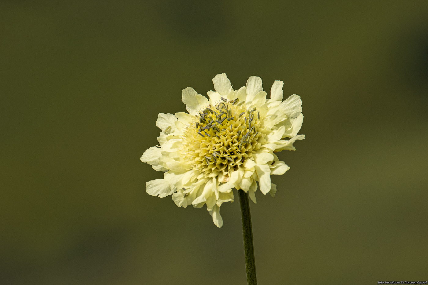 Изображение особи род Cephalaria.