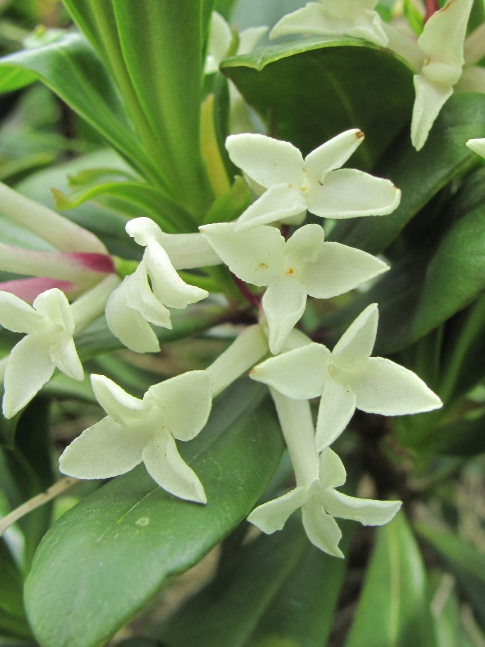 Image of Daphne glomerata specimen.