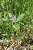 Viola ruppii