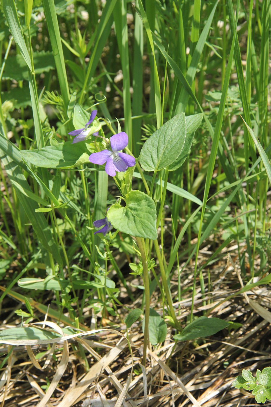 Изображение особи Viola ruppii.