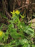 Gagea spathacea. Цветущее и вегетирующие растения. Нидерланды, провинция Drenthe, деревня Roden, парк на территории поместья (мызы). 13 апреля 2008 г.