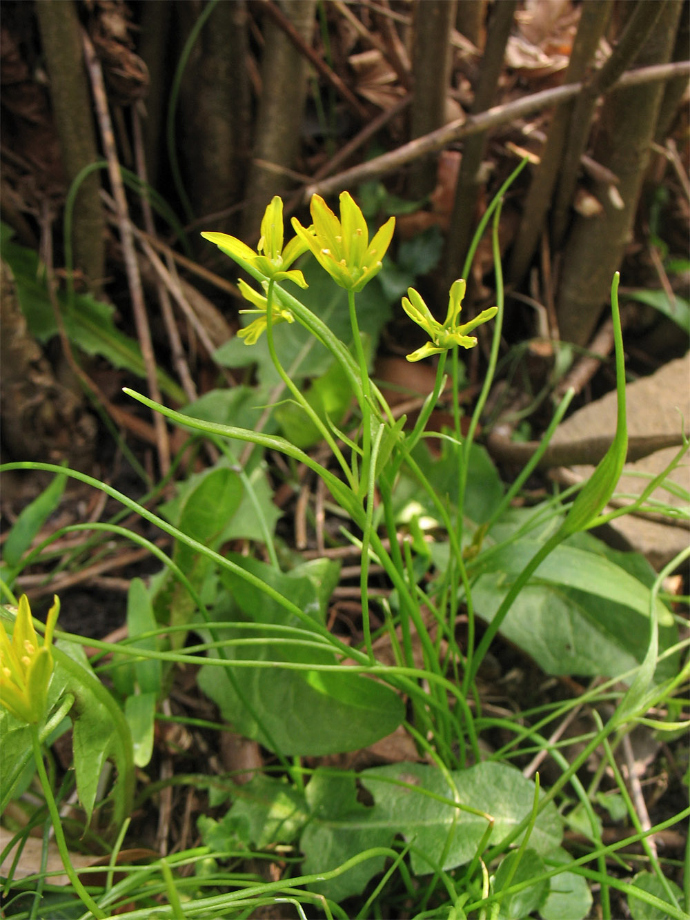 Изображение особи Gagea spathacea.