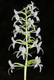 Image of specimen