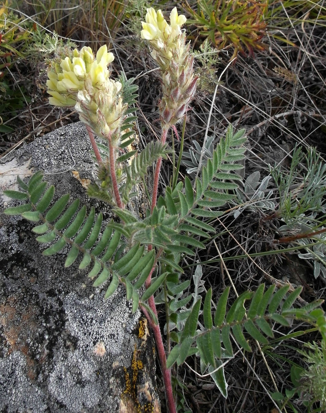 Изображение особи Oxytropis pilosa.