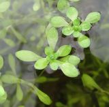 Image of taxon representative. Author is Геннадий Окатов