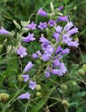 Campanula praealta