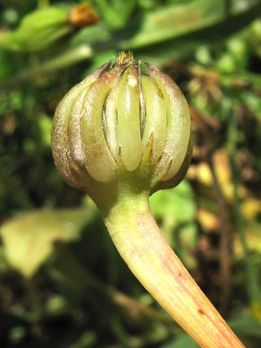 Image of Hedypnois rhagadioloides specimen.