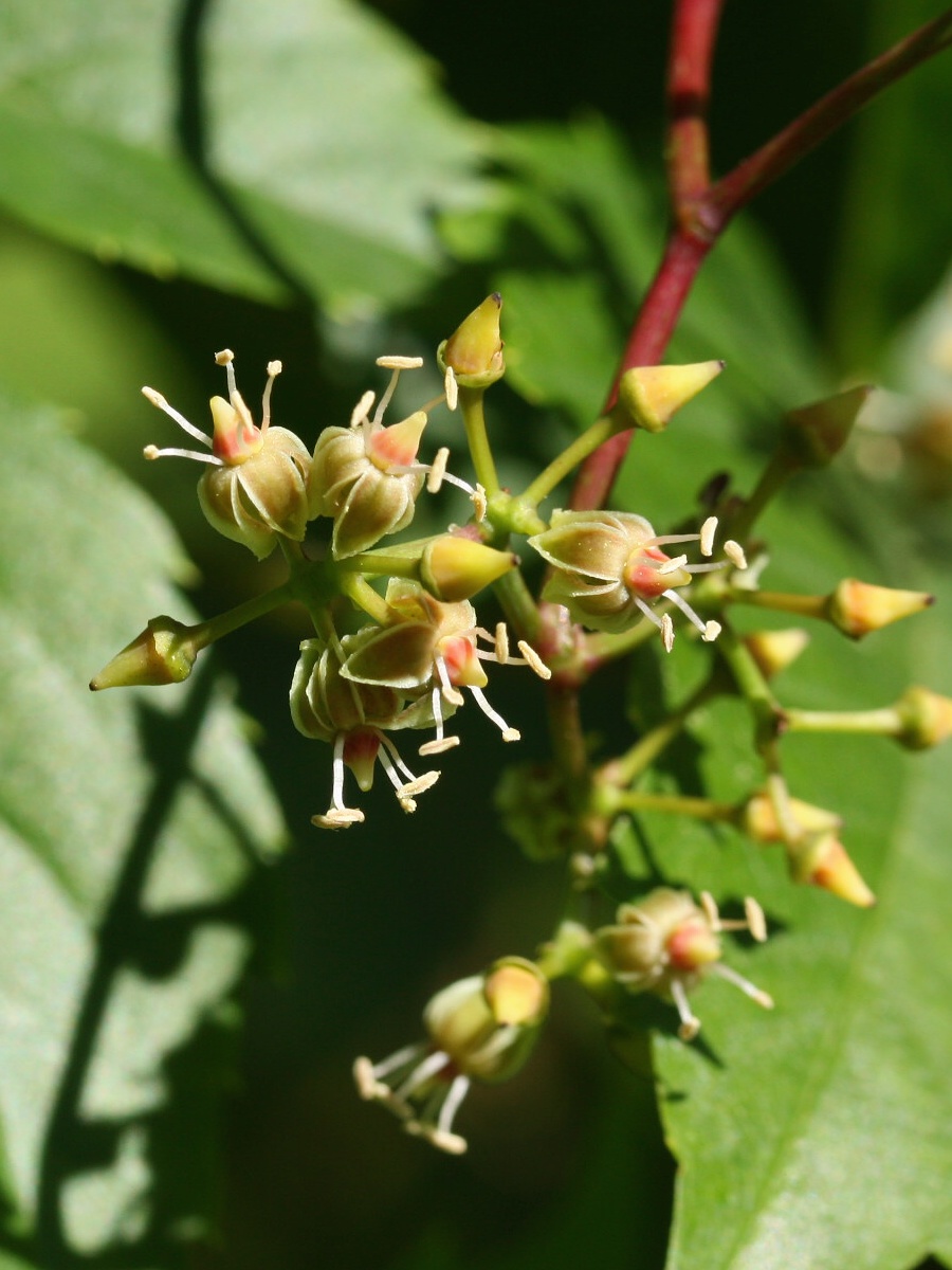 Изображение особи Parthenocissus quinquefolia.