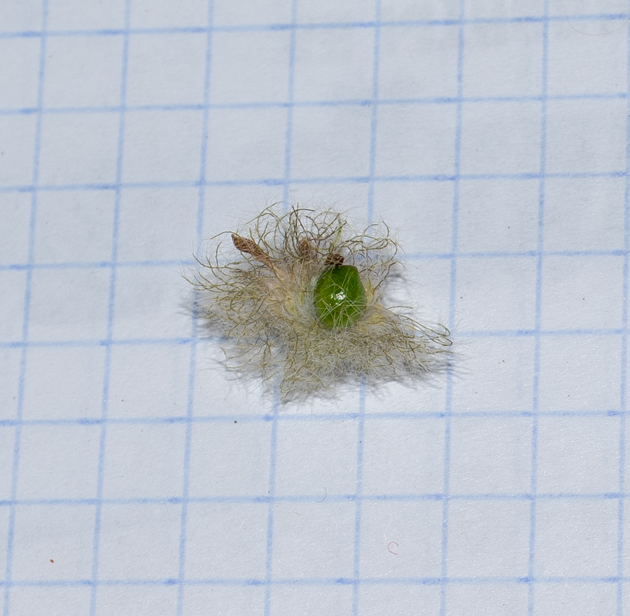 Изображение особи Trifolium pilulare.