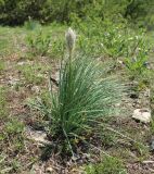 Asphodeline taurica